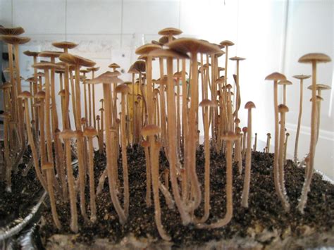 Magic mushroom growing kits available on ebay
